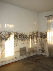 mold on walls